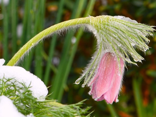 Обои снег, цветок, весна, розовые, капли воды, сон-трава, прострел, snow, flower, spring, pink, water drops, sleep-grass, cross разрешение 2048x1327 Загрузить