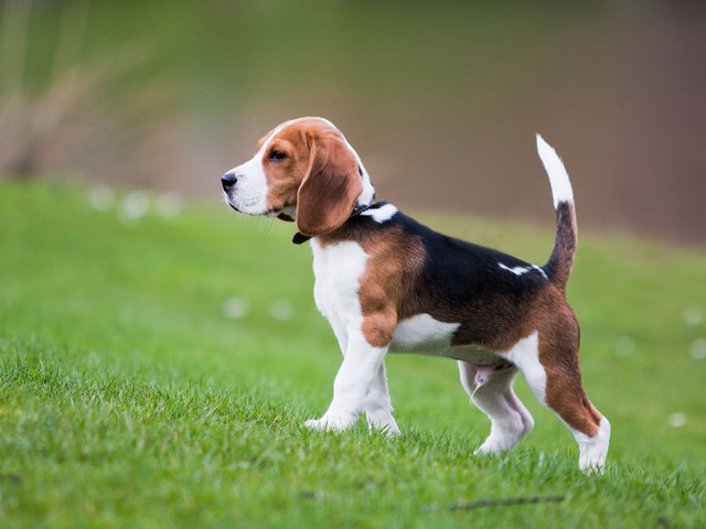 Обои трава, собака, щенок, бигль, grass, dog, puppy, beagle разрешение 1920x1200 Загрузить