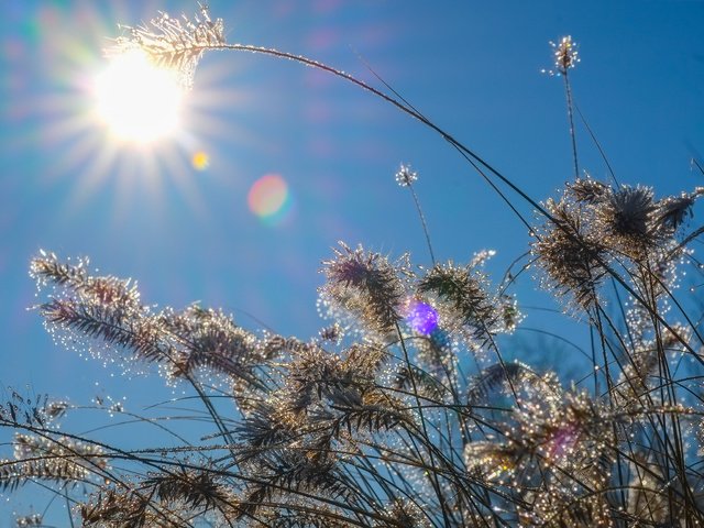 Обои небо, трава, солнце, природа, растения, капли, колоски, the sky, grass, the sun, nature, plants, drops, spikelets разрешение 4896x3264 Загрузить