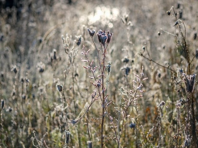 Обои цветы, трава, природа, растения, сухие, flowers, grass, nature, plants, dry разрешение 4896x3264 Загрузить