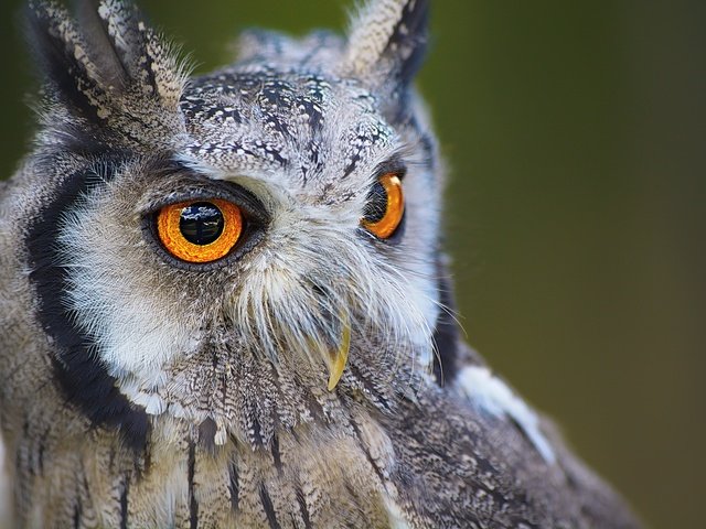 Обои глаза, сова, хищник, птица, клюв, желтые глаза, eyes, owl, predator, bird, beak, yellow eyes разрешение 6000x4000 Загрузить