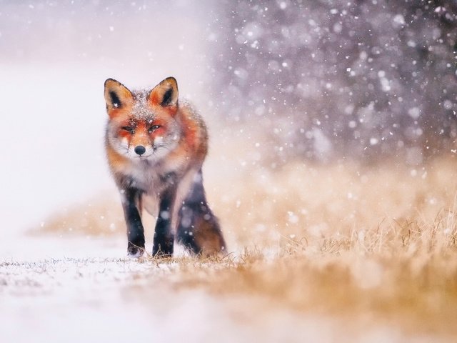 Обои трава, снег, зима, животные, лиса, лисица, хвост, grass, snow, winter, animals, fox, tail разрешение 2048x1366 Загрузить