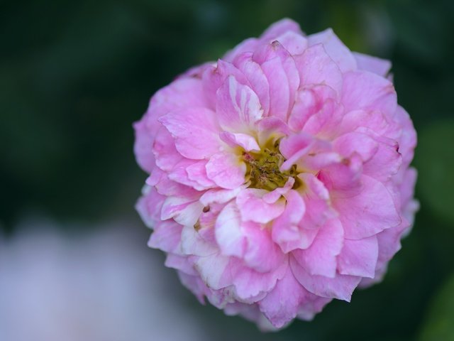 Обои цветение, роза, лепестки, flowering, rose, petals разрешение 2048x1365 Загрузить