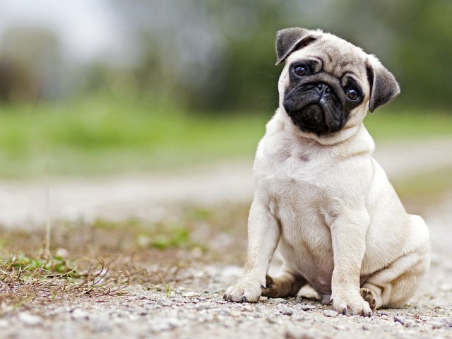 Обои мордочка, взгляд, собака, щенок, мопс, muzzle, look, dog, puppy, pug разрешение 3840x2400 Загрузить