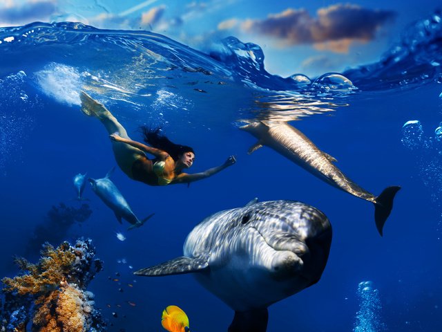 Обои небо, дельфины, облака, подводный мир, волны, русалка, плавает, море, рыбы, под водой, кораллы, пузырьки, the sky, dolphins, clouds, underwater world, mermaid, wave, floats, sea, fish, under water, corals, bubbles разрешение 3000x3000 Загрузить