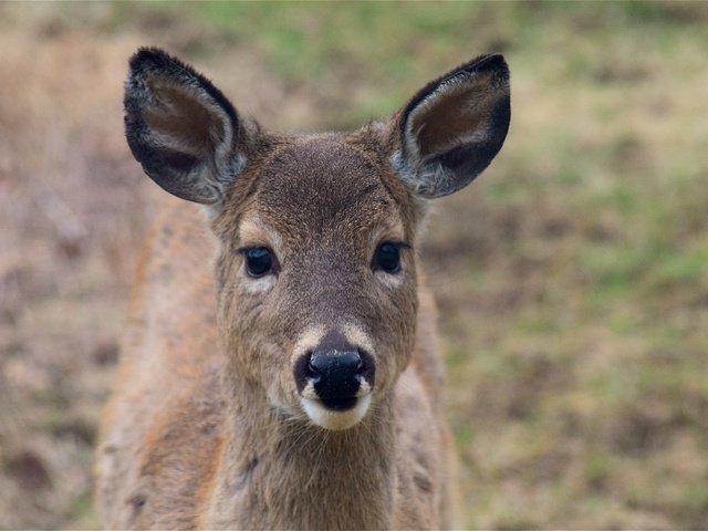 Обои морда, олень, взгляд, уши, face, deer, look, ears разрешение 4496x3000 Загрузить