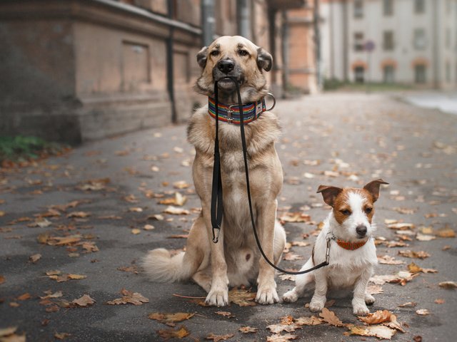 Обои прогулка, ошейник, собаки, поводок, осенние листья, walk, collar, dogs, leash, autumn leaves разрешение 1920x1200 Загрузить