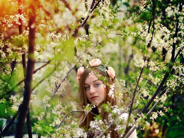 Обои цветы, деревья, природа, девушка, весна, веснушками, flowers, trees, nature, girl, spring, freckles разрешение 4608x3072 Загрузить