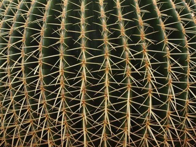 Обои текстура, макро, цветок, колючки, растение, шипы, кактус, texture, macro, flower, barb, plant, spikes, cactus разрешение 1920x1440 Загрузить