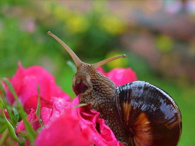 Обои цветы, макро, розы, улитка,  , flowers, macro, roses, snail разрешение 3004x1901 Загрузить