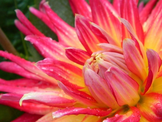 Обои макро, цветок, капли, лепестки, георгин, крупным планом, macro, flower, drops, petals, dahlia, closeup разрешение 4320x3240 Загрузить