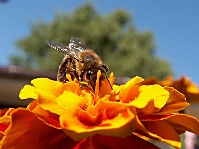 Обои небо, дерево, насекомое, цветок, пчела, the sky, tree, insect, flower, bee разрешение 2272x1704 Загрузить