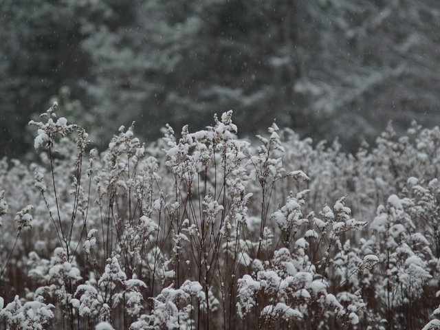 Обои трава, снег, природа, растения, зима, луг, растение, grass, snow, nature, plants, winter, meadow, plant разрешение 5456x3632 Загрузить