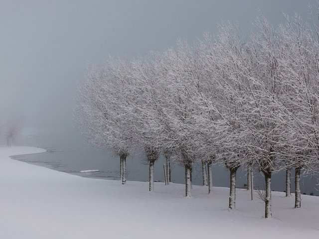 Обои деревья, озеро, снег, зима, иней, лёд, trees, lake, snow, winter, frost, ice разрешение 1920x1080 Загрузить