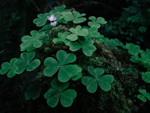 Обои цветы, трава, растения, клевер, листья, листва, мох, flowers, grass, plants, clover, leaves, foliage, moss разрешение 1920x1280 Загрузить