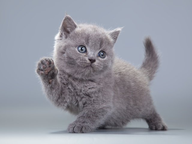 Обои взгляд, котенок, серый, лапки, пушистик, британская кошка, look, kitty, grey, legs, pussy, british cat разрешение 3840x2658 Загрузить