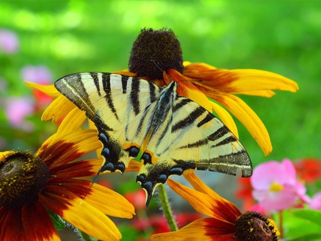 Обои цветы, насекомое, бабочка, крылья, рудбекия, flowers, insect, butterfly, wings, rudbeckia разрешение 3002x1791 Загрузить