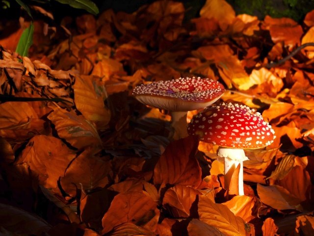 Обои природа, листья, осень, грибы, мухомор, мухоморы, nature, leaves, autumn, mushrooms, mushroom, amanita разрешение 2048x1363 Загрузить