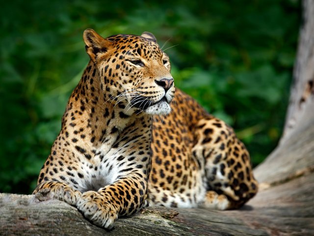 Обои морда, природа, взгляд, леопард, хищник, дикая кошка, face, nature, look, leopard, predator, wild cat разрешение 4500x3184 Загрузить