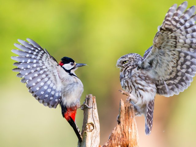 Обои сова, крылья, птицы, клюв, перья, дятел, домовый сыч, owl, wings, birds, beak, feathers, woodpecker, the little owl разрешение 3000x2000 Загрузить