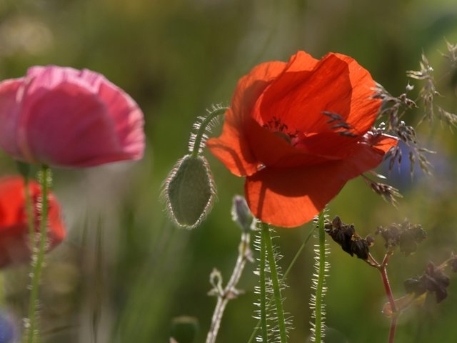 Обои цветение, поле, лето, лепестки, маки, мак, стебли, flowering, field, summer, petals, maki, mac, stems разрешение 5568x3053 Загрузить