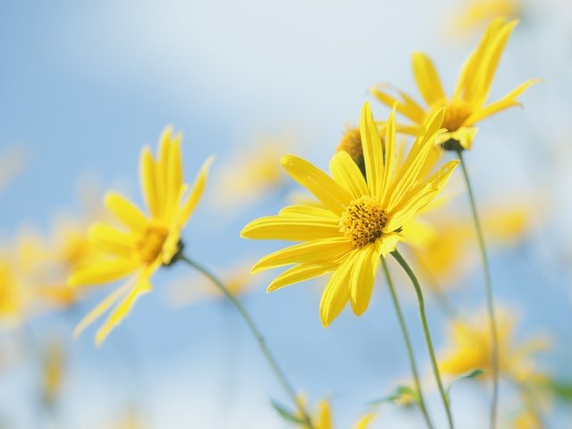 Обои цветы, природа, растение, желтые цветы, топинамбур, flowers, nature, plant, yellow flowers, jerusalem artichoke разрешение 2400x1627 Загрузить