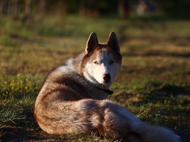 Обои фон, мордочка, взгляд, собака, травка, хаски, друг, background, muzzle, look, dog, weed, husky, each разрешение 1920x1280 Загрузить