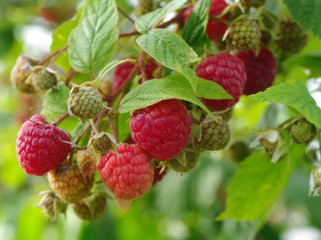 Обои природа, листья, малина, ягоды, урожай, nature, leaves, raspberry, berries, harvest разрешение 2232x1484 Загрузить