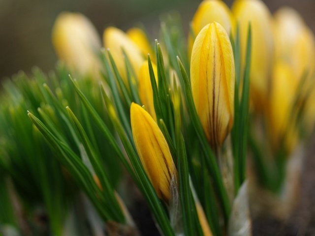 Обои цветы, бутоны, весна, желтые, крокусы, flowers, buds, spring, yellow, crocuses разрешение 1920x1200 Загрузить