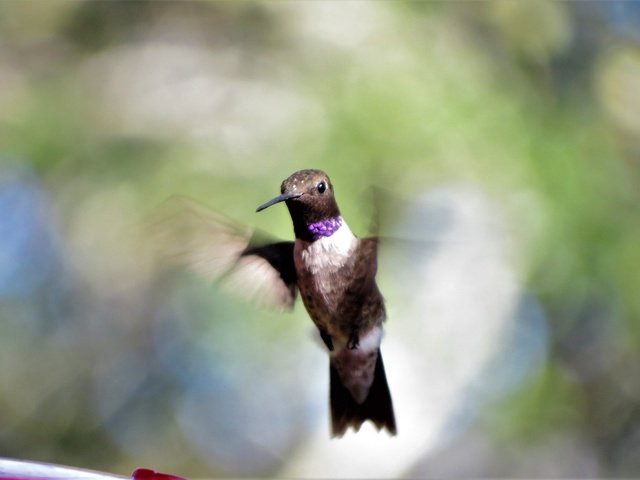 Обои полет, крылья, размытость, клюв, перья, колибри, flight, wings, blur, beak, feathers, hummingbird разрешение 4000x2664 Загрузить