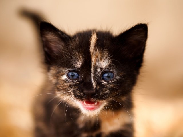 Обои фон, кот, мордочка, усы, кошка, взгляд, котенок, малыш, background, cat, muzzle, mustache, look, kitty, baby разрешение 2048x1463 Загрузить