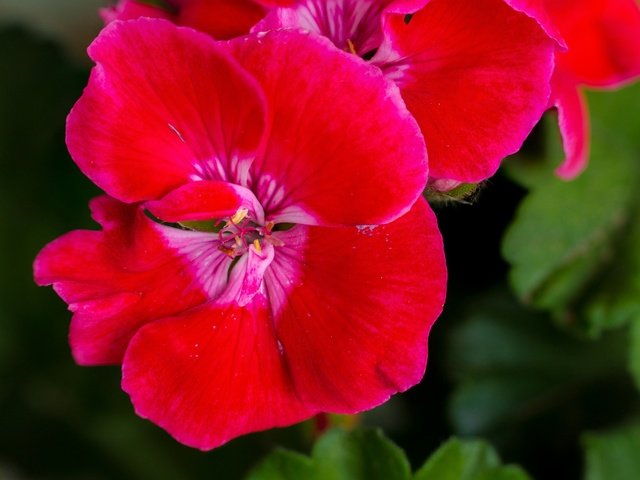 Обои цветы, листья, макро, лепестки, герань, flowers, leaves, macro, petals, geranium разрешение 2137x1424 Загрузить