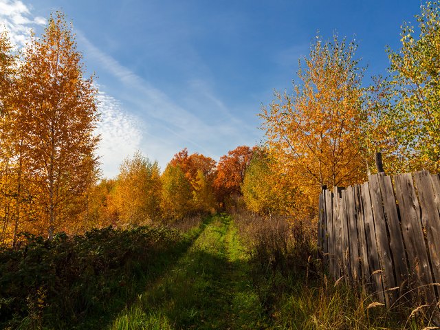 Обои деревья, пейзаж, осень, забор, trees, landscape, autumn, the fence разрешение 2304x1536 Загрузить