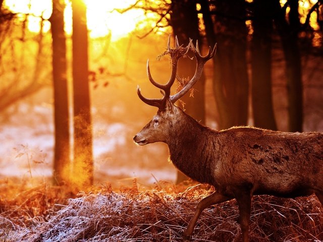Обои деревья, лес, олень, блики, рога, солнечные лучи, trees, forest, deer, glare, horns, the sun's rays разрешение 2048x1360 Загрузить