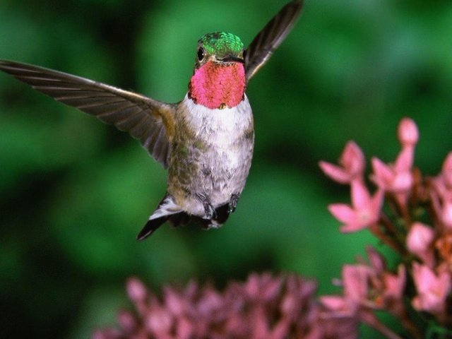 Обои птица, клюв, колибри, широкохвостный колибри, широкохвостый колибри, bird, beak, hummingbird разрешение 1920x1080 Загрузить