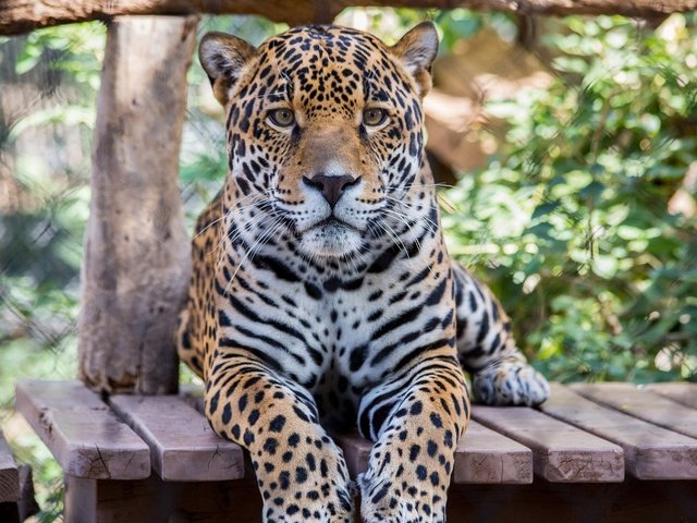 Обои морда, лапы, взгляд, хищник, большая кошка, ягуар, face, paws, look, predator, big cat, jaguar разрешение 1920x1080 Загрузить