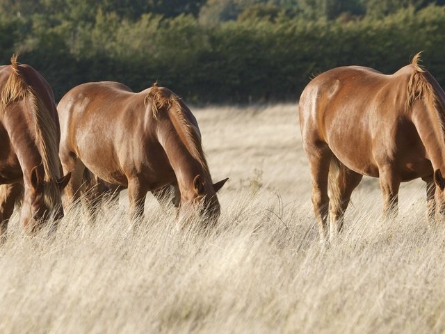 Обои поле, лошади, кони, пастбище, сухая трава, field, horse, horses, pasture, dry grass разрешение 2250x1242 Загрузить