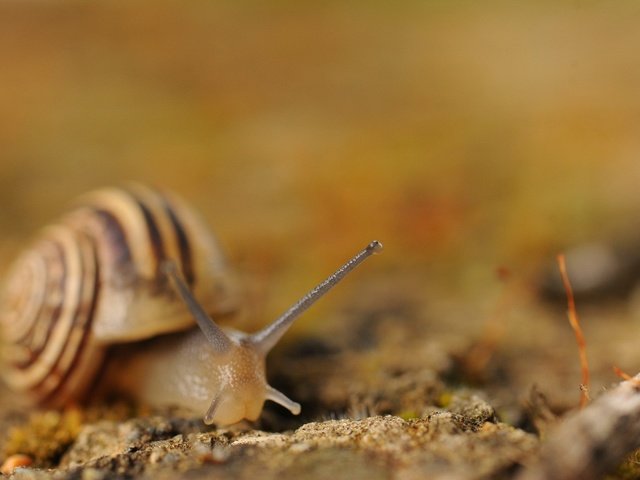 Обои улитка, snail разрешение 1920x1200 Загрузить