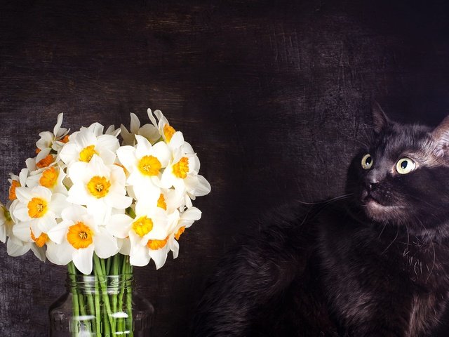 Обои цветы, нарциссы, поза, фотостудия, кот, мордочка, кошка, взгляд, черный, темный фон, букет, bouquet, flowers, daffodils, pose, studio, cat, muzzle, look, black, the dark background разрешение 2000x1324 Загрузить
