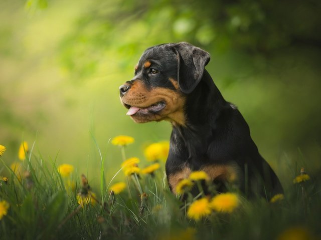 Обои цветы, собака, щенок, одуванчики, боке, ротвейлер, flowers, dog, puppy, dandelions, bokeh, rottweiler разрешение 2048x1365 Загрузить