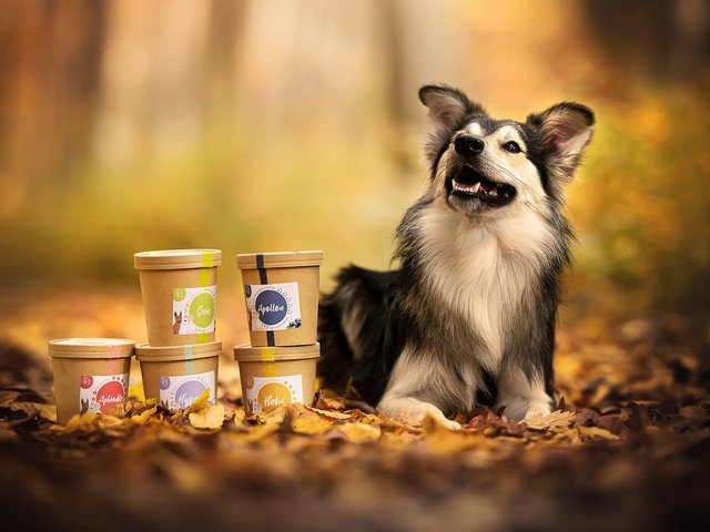 Обои осень, собака, друг, autumn, dog, each разрешение 2048x1366 Загрузить