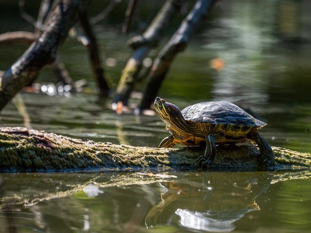 Обои отражение, ветки, черепаха, водоем, бревно, водная черепаха, reflection, branches, turtle, pond, log, water turtle разрешение 3072x2048 Загрузить