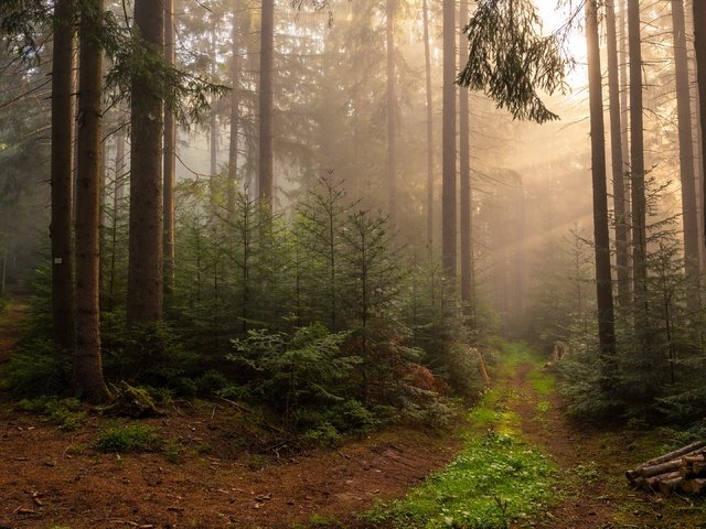 Обои природа, лес, туман, nature, forest, fog разрешение 3840x2160 Загрузить