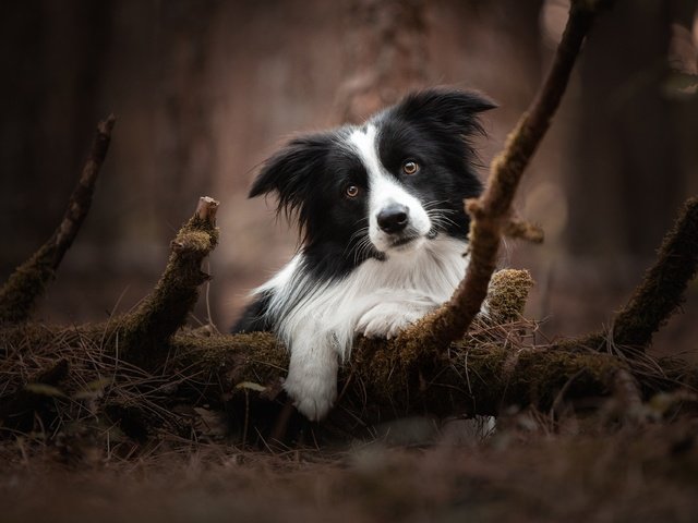 Обои природа, собака, бордер-колли, nature, dog, the border collie разрешение 3840x2560 Загрузить