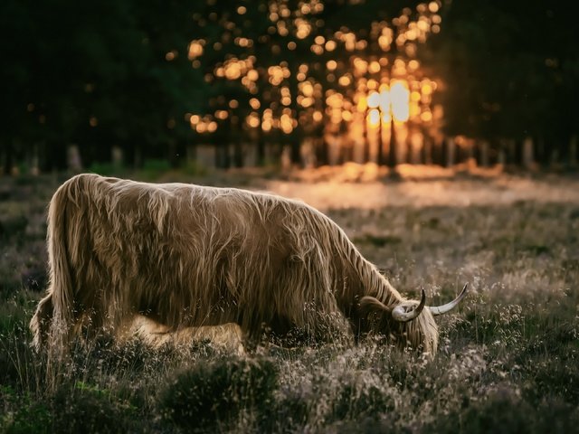 Обои природа, закат, скот, nature, sunset, cattle разрешение 3840x2160 Загрузить