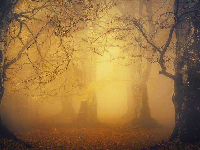 Обои свет, лес, парк, туман, листва, осень, light, forest, park, fog, foliage, autumn разрешение 3840x2160 Загрузить