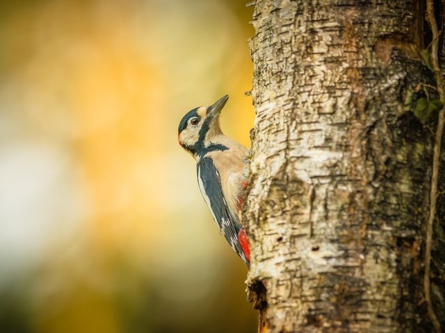 Обои дерево, птица, дятел, tree, bird, woodpecker разрешение 1920x1280 Загрузить