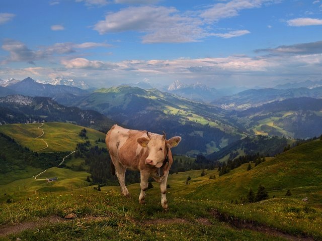 Обои горы, пастбище, корова, альпы, mountains, pasture, cow, alps разрешение 2720x1655 Загрузить