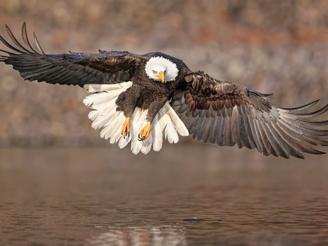 Обои полет, крылья, водоем, птица, белоголовый орлан, парит, хищная, flight, wings, pond, bird, bald eagle, soars, predatory разрешение 6144x3782 Загрузить