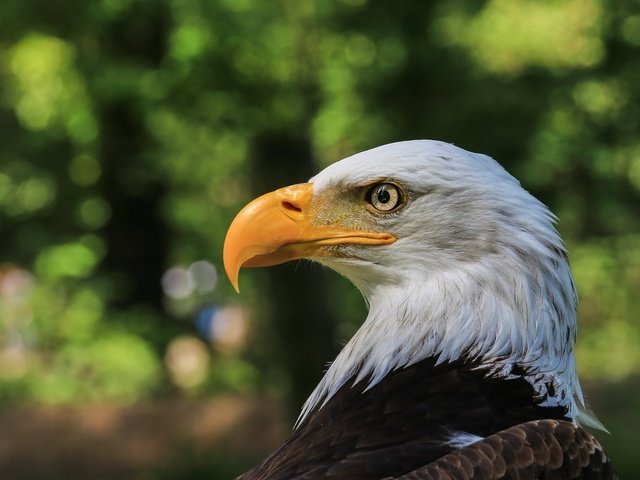 Обои портрет, профиль, птица, белоголовый орлан, portrait, profile, bird, bald eagle разрешение 2047x1365 Загрузить